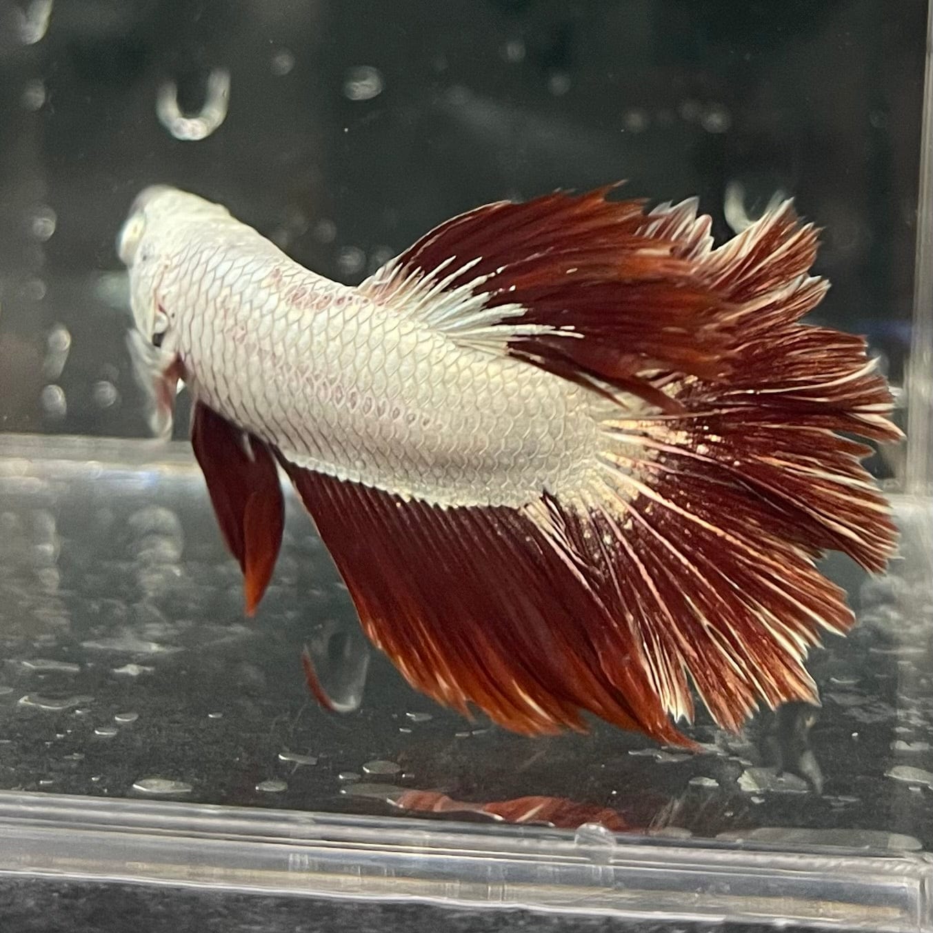 the-fish-farm Premium Male Betta Red Dragon Premium Male Betta - One Only - 7 Shop for Red Dragon Male Bettas at The Fish Farm Australia