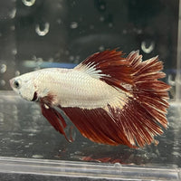the-fish-farm Premium Male Betta Red Dragon Premium Male Betta - One Only - 7 Shop for Red Dragon Male Bettas at The Fish Farm Australia