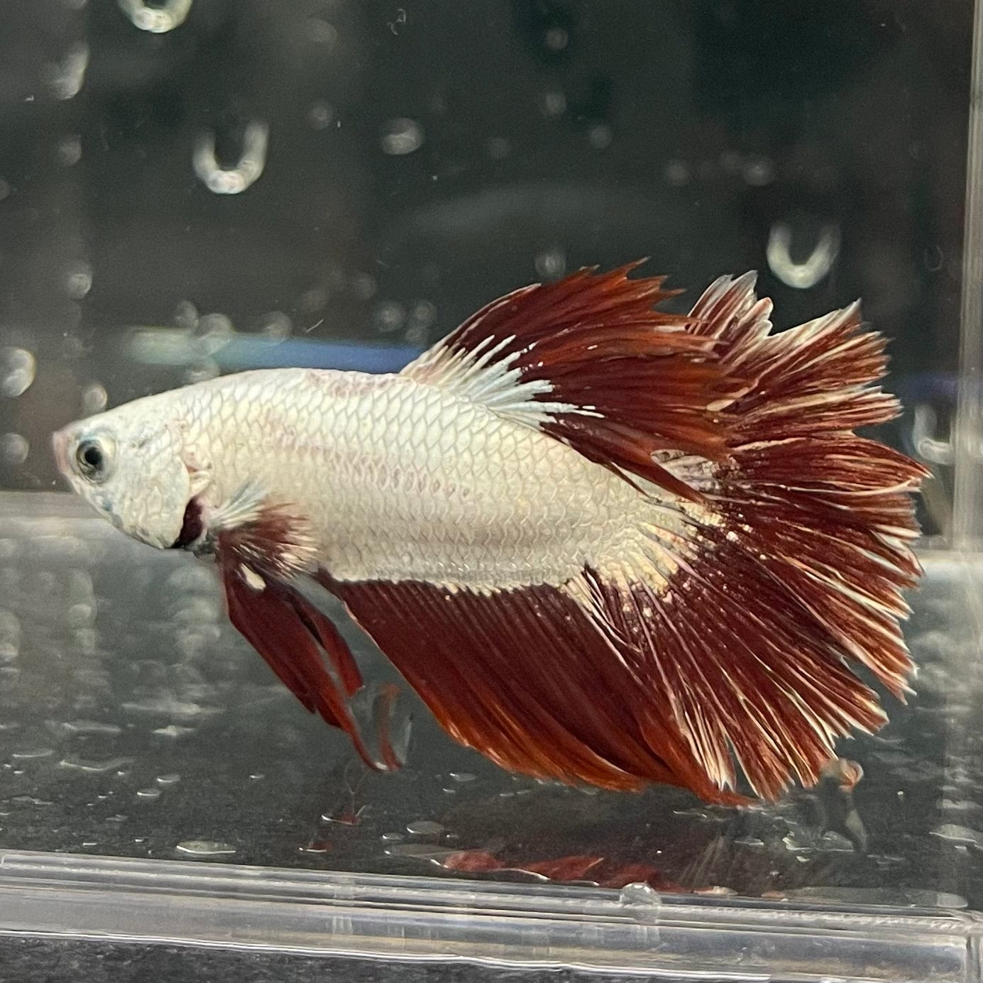 the-fish-farm Premium Male Betta Red Dragon Premium Male Betta - One Only - 7 Shop for Red Dragon Male Bettas at The Fish Farm Australia