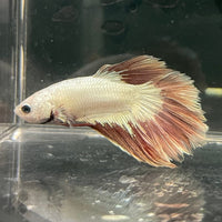 the-fish-farm Premium Male Betta Red Dragon Premium Male Betta - One Only - 9 Shop for Red Dragon Male Bettas at The Fish Farm Australia
