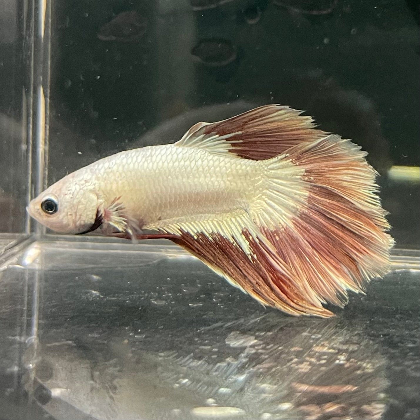 the-fish-farm Premium Male Betta Red Dragon Premium Male Betta - One Only - 9 Shop for Red Dragon Male Bettas at The Fish Farm Australia
