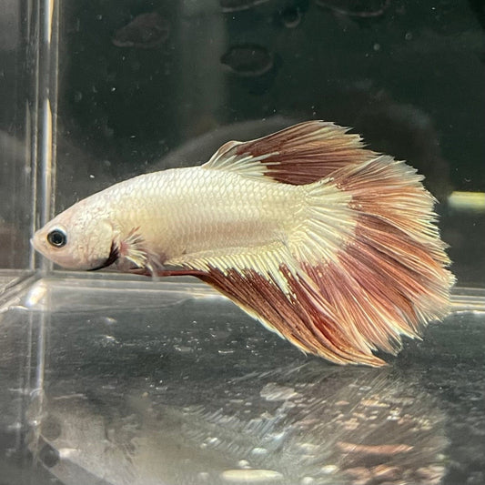 the-fish-farm Premium Male Betta Red Dragon Premium Male Betta - One Only - 9 Shop for Red Dragon Male Bettas at The Fish Farm Australia