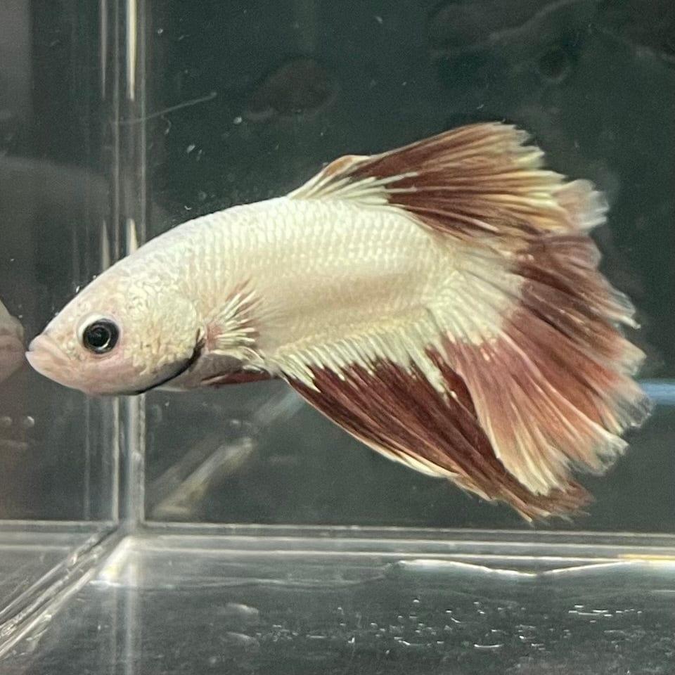 the-fish-farm Premium Male Betta Red Dragon Premium Male Betta - One Only - 9 Shop for Red Dragon Male Bettas at The Fish Farm Australia