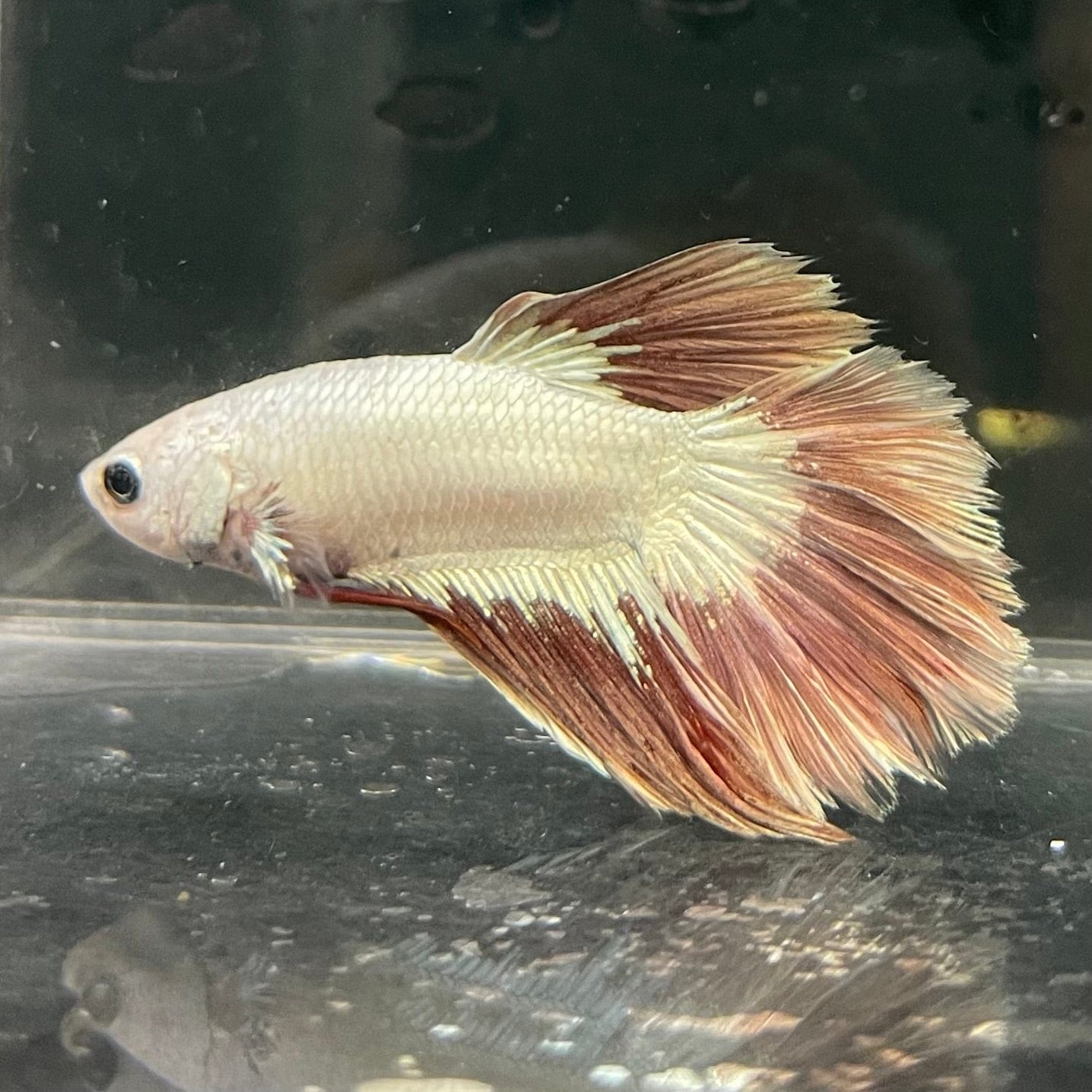 the-fish-farm Premium Male Betta Red Dragon Premium Male Betta - One Only - 9 Shop for Red Dragon Male Bettas at The Fish Farm Australia