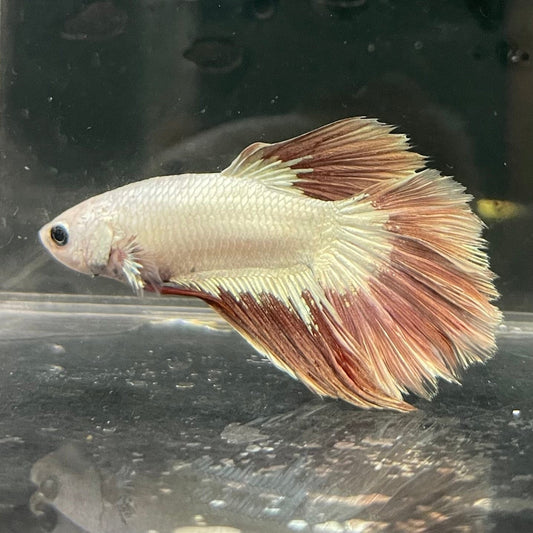 the-fish-farm Premium Male Betta Red Dragon Premium Male Betta - One Only - 9 Shop for Red Dragon Male Bettas at The Fish Farm Australia