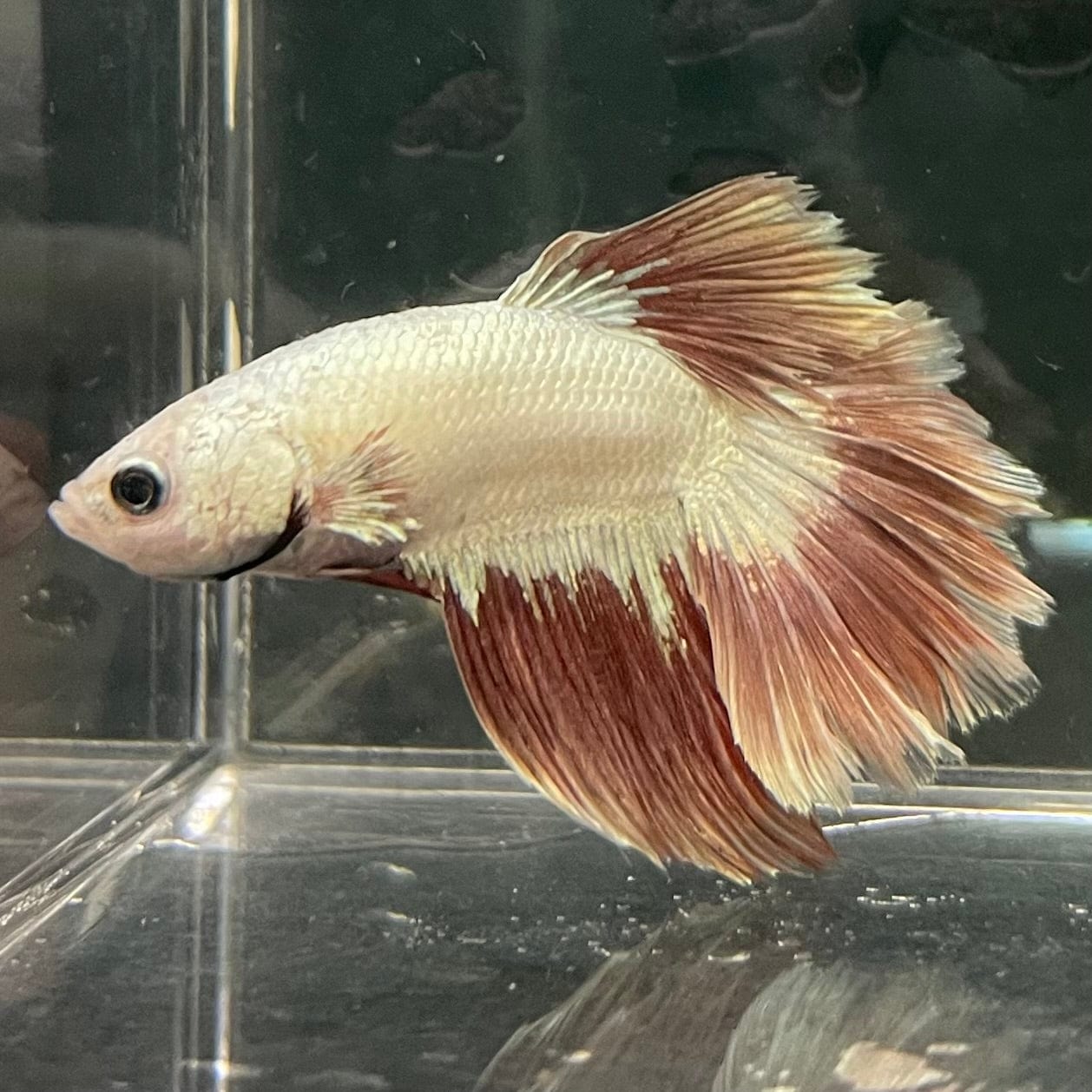 the-fish-farm Premium Male Betta Red Dragon Premium Male Betta - One Only - 9 Shop for Red Dragon Male Bettas at The Fish Farm Australia