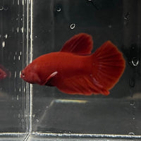 the-fish-farm Premium Male Betta Red Plakat Premium Male Betta - One Only - 1 Choose your favourite Premuium Red Plakat Male Betta - The Fish Farm