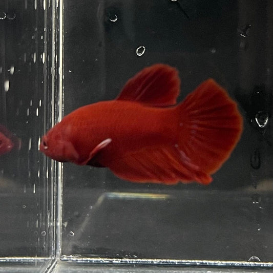 the-fish-farm Premium Male Betta Red Plakat Premium Male Betta - One Only - 1 Choose your favourite Premuium Red Plakat Male Betta - The Fish Farm