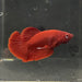 the-fish-farm Premium Male Betta Red Plakat Premium Male Betta - One Only - 1 Choose your favourite Premuium Red Plakat Male Betta - The Fish Farm