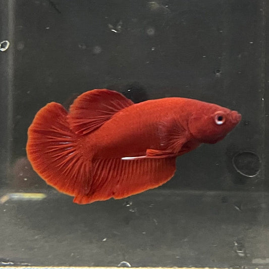 the-fish-farm Premium Male Betta Red Plakat Premium Male Betta - One Only - 1 Choose your favourite Premuium Red Plakat Male Betta - The Fish Farm