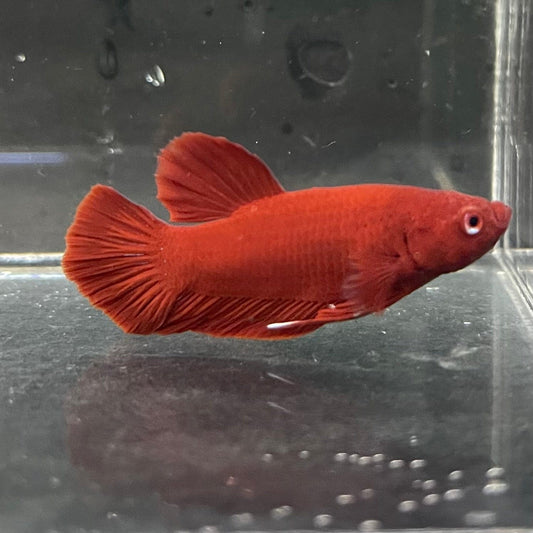 the-fish-farm Premium Male Betta Red Plakat Premium Male Betta - One Only - 1 Choose your favourite Premuium Red Plakat Male Betta - The Fish Farm