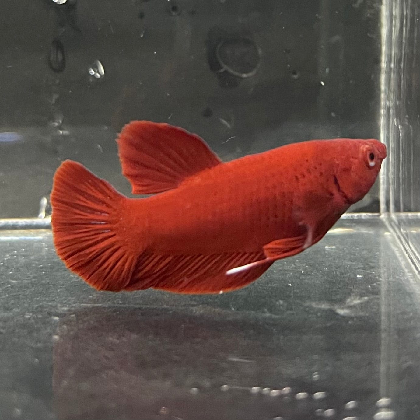 the-fish-farm Premium Male Betta Red Plakat Premium Male Betta - One Only - 1 Choose your favourite Premuium Red Plakat Male Betta - The Fish Farm