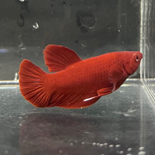 the-fish-farm Premium Male Betta Red Plakat Premium Male Betta - One Only - 1 Choose your favourite Premuium Red Plakat Male Betta - The Fish Farm