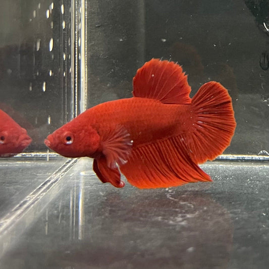 the-fish-farm Premium Male Betta Red Plakat Premium Male Betta - One Only - 2 Choose your favourite Premuium Red Plakat Male Betta - The Fish Farm