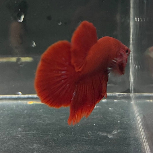 the-fish-farm Premium Male Betta Red Plakat Premium Male Betta - One Only - 2 Choose your favourite Premuium Red Plakat Male Betta - The Fish Farm