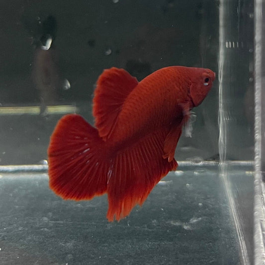 the-fish-farm Premium Male Betta Red Plakat Premium Male Betta - One Only - 2 Choose your favourite Premuium Red Plakat Male Betta - The Fish Farm