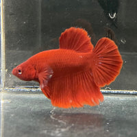 the-fish-farm Premium Male Betta Red Plakat Premium Male Betta - One Only - 2 Choose your favourite Premuium Red Plakat Male Betta - The Fish Farm