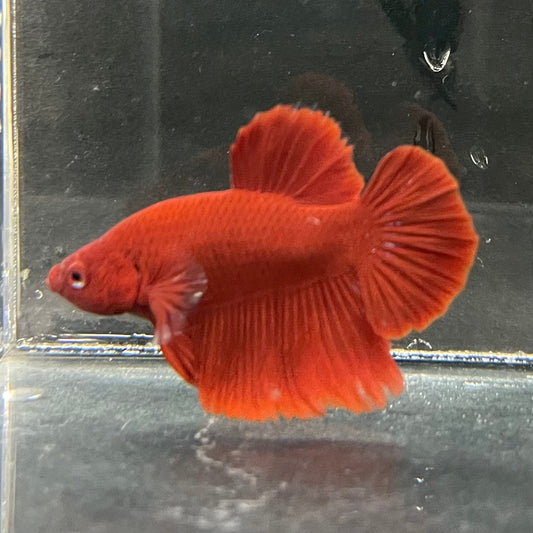 the-fish-farm Premium Male Betta Red Plakat Premium Male Betta - One Only - 2 Choose your favourite Premuium Red Plakat Male Betta - The Fish Farm