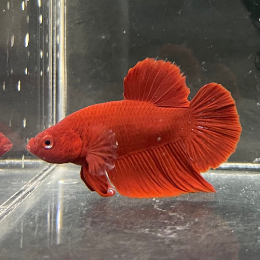 the-fish-farm Premium Male Betta Red Plakat Premium Male Betta - One Only - 2 Choose your favourite Premuium Red Plakat Male Betta - The Fish Farm