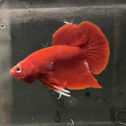 the-fish-farm Premium Male Betta Red Plakat Premium Male Betta - One Only - 3 Choose your favourite Premuium Red Plakat Male Betta - The Fish Farm