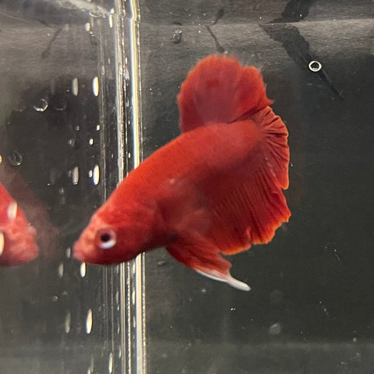 the-fish-farm Premium Male Betta Red Plakat Premium Male Betta - One Only - 3 Choose your favourite Premuium Red Plakat Male Betta - The Fish Farm