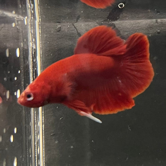 the-fish-farm Premium Male Betta Red Plakat Premium Male Betta - One Only - 3 Choose your favourite Premuium Red Plakat Male Betta - The Fish Farm