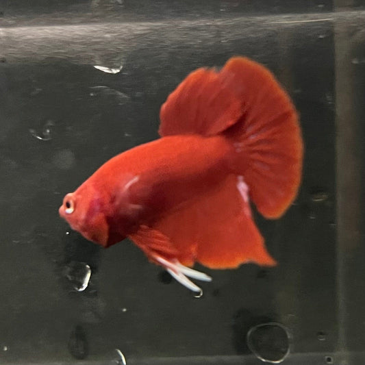the-fish-farm Premium Male Betta Red Plakat Premium Male Betta - One Only - 3 Choose your favourite Premuium Red Plakat Male Betta - The Fish Farm