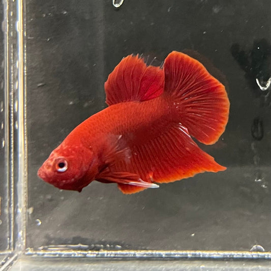 the-fish-farm Premium Male Betta Red Plakat Premium Male Betta - One Only - 3 Choose your favourite Premuium Red Plakat Male Betta - The Fish Farm