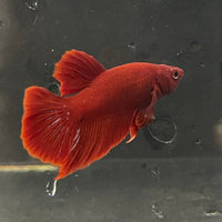 the-fish-farm Premium Male Betta Red Plakat Premium Male Betta - One Only - 4 Choose your favourite Premuium Red Plakat Male Betta - The Fish Farm