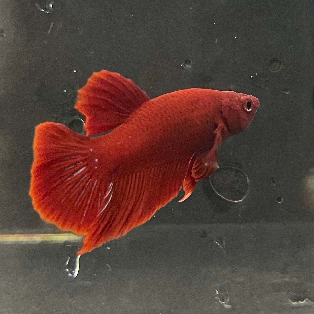 the-fish-farm Premium Male Betta Red Plakat Premium Male Betta - One Only - 4 Choose your favourite Premuium Red Plakat Male Betta - The Fish Farm