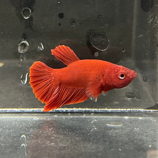 the-fish-farm Premium Male Betta Red Plakat Premium Male Betta - One Only - 4 Choose your favourite Premuium Red Plakat Male Betta - The Fish Farm