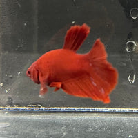 the-fish-farm Premium Male Betta Red Plakat Premium Male Betta - One Only - 4 Choose your favourite Premuium Red Plakat Male Betta - The Fish Farm