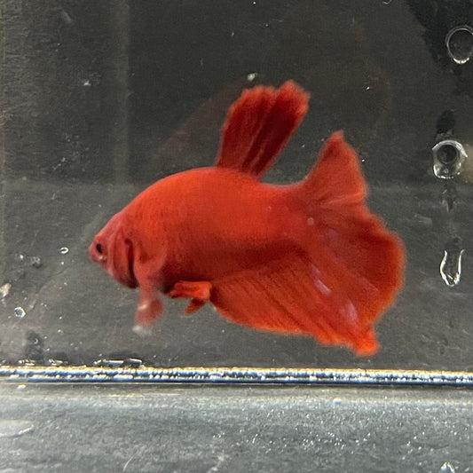 the-fish-farm Premium Male Betta Red Plakat Premium Male Betta - One Only - 4 Choose your favourite Premuium Red Plakat Male Betta - The Fish Farm