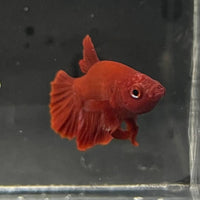 the-fish-farm Premium Male Betta Red Plakat Premium Male Betta - One Only - 4 Choose your favourite Premuium Red Plakat Male Betta - The Fish Farm
