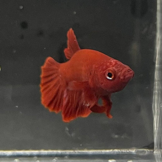 the-fish-farm Premium Male Betta Red Plakat Premium Male Betta - One Only - 4 Choose your favourite Premuium Red Plakat Male Betta - The Fish Farm