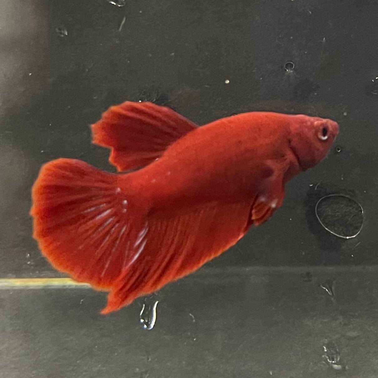 the-fish-farm Premium Male Betta Red Plakat Premium Male Betta - One Only - 4 Choose your favourite Premuium Red Plakat Male Betta - The Fish Farm