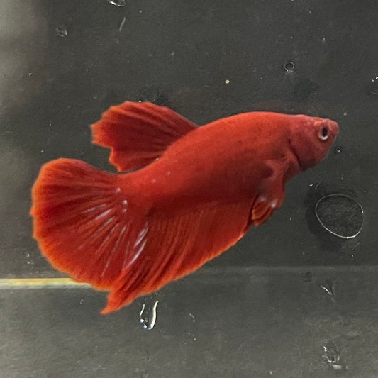 the-fish-farm Premium Male Betta Red Plakat Premium Male Betta - One Only - 4 Choose your favourite Premuium Red Plakat Male Betta - The Fish Farm