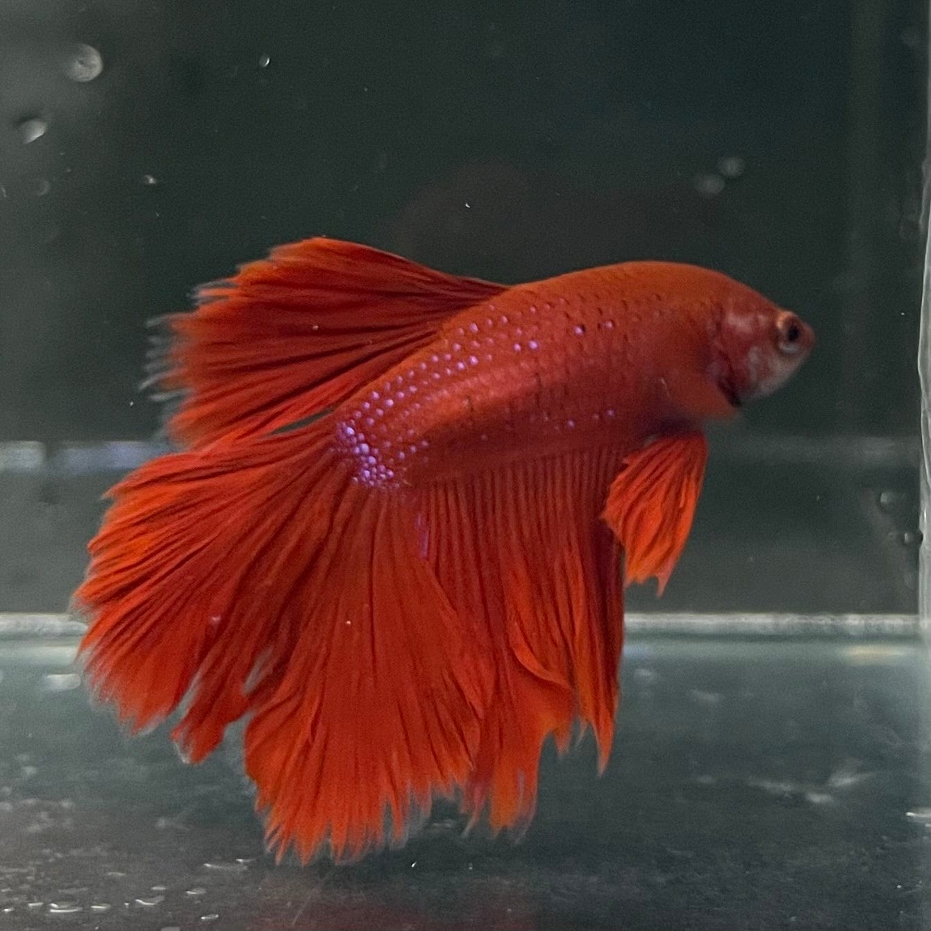 the-fish-farm Premium Male Betta Red Rosetail Premium Male Betta - One Only - 1 Explore our Red Rosetail Male Bettas at The Fish Farm Australia