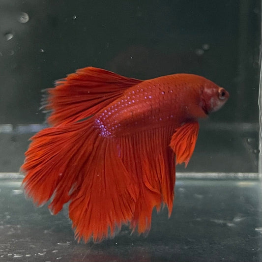 the-fish-farm Premium Male Betta Red Rosetail Premium Male Betta - One Only - 1 Explore our Red Rosetail Male Bettas at The Fish Farm Australia