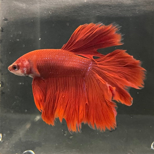 the-fish-farm Premium Male Betta Red Rosetail Premium Male Betta - One Only - 1 Explore our Red Rosetail Male Bettas at The Fish Farm Australia