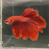 the-fish-farm Premium Male Betta Red Rosetail Premium Male Betta - One Only - 1 Explore our Red Rosetail Male Bettas at The Fish Farm Australia