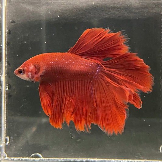 the-fish-farm Premium Male Betta Red Rosetail Premium Male Betta - One Only - 1 Explore our Red Rosetail Male Bettas at The Fish Farm Australia