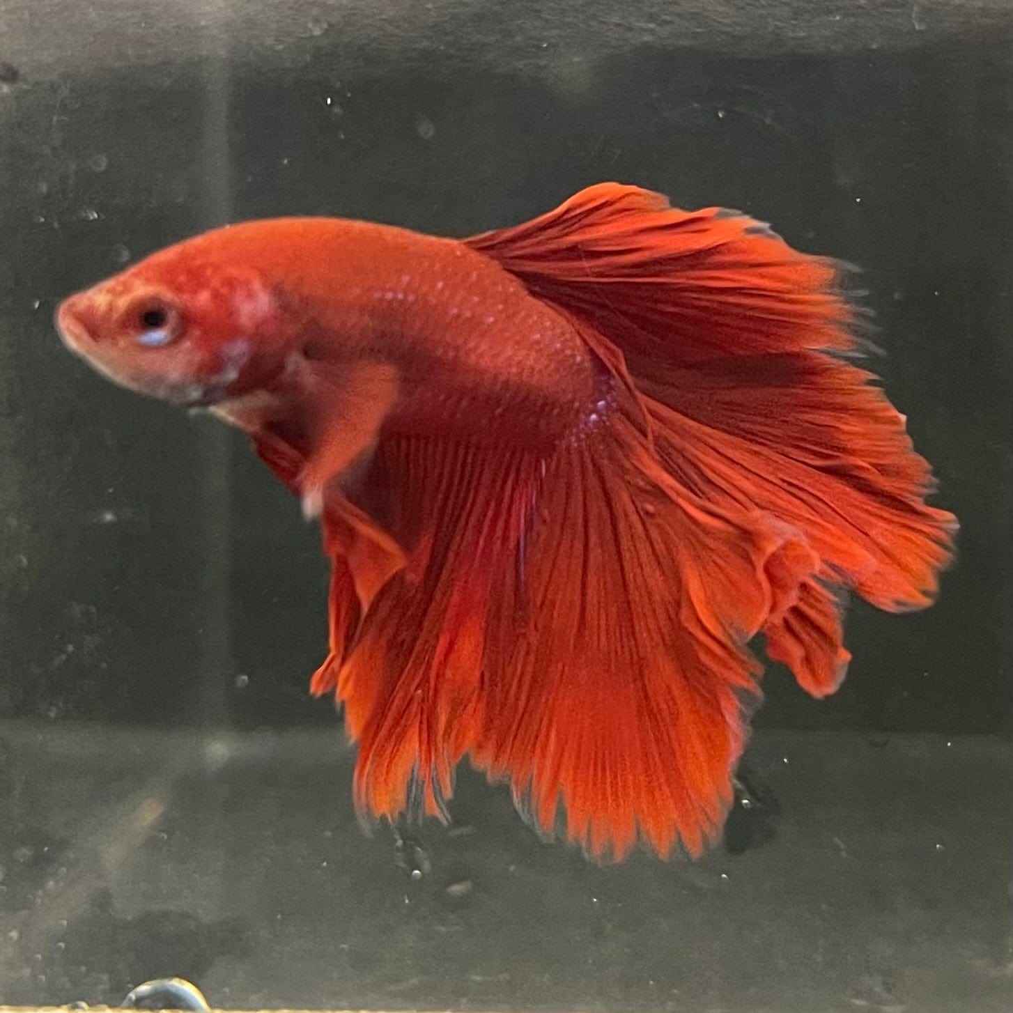 the-fish-farm Premium Male Betta Red Rosetail Premium Male Betta - One Only - 1 Explore our Red Rosetail Male Bettas at The Fish Farm Australia