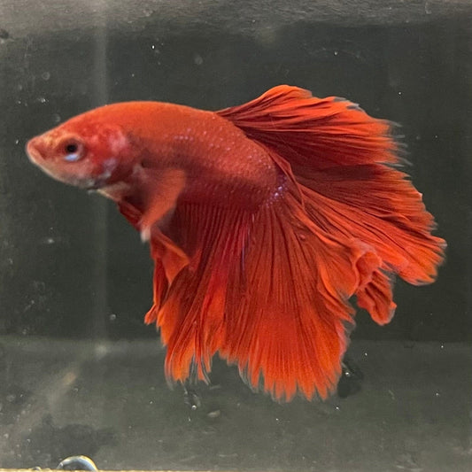 the-fish-farm Premium Male Betta Red Rosetail Premium Male Betta - One Only - 1 Explore our Red Rosetail Male Bettas at The Fish Farm Australia
