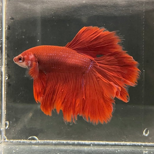 the-fish-farm Premium Male Betta Red Rosetail Premium Male Betta - One Only - 1 Explore our Red Rosetail Male Bettas at The Fish Farm Australia