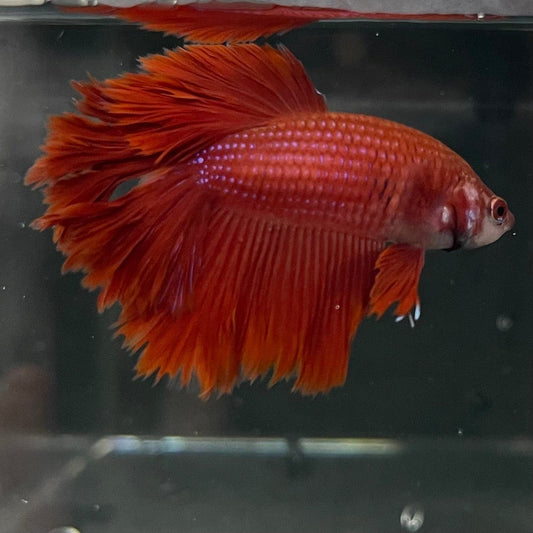 the-fish-farm Premium Male Betta Red Rosetail Premium Male Betta - One Only - 2 Explore our Red Rosetail Male Bettas at The Fish Farm Australia