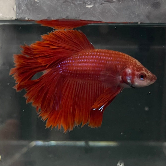 the-fish-farm Premium Male Betta Red Rosetail Premium Male Betta - One Only - 2 Explore our Red Rosetail Male Bettas at The Fish Farm Australia