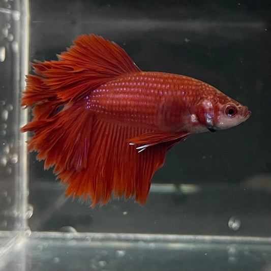 the-fish-farm Premium Male Betta Red Rosetail Premium Male Betta - One Only - 2 Explore our Red Rosetail Male Bettas at The Fish Farm Australia