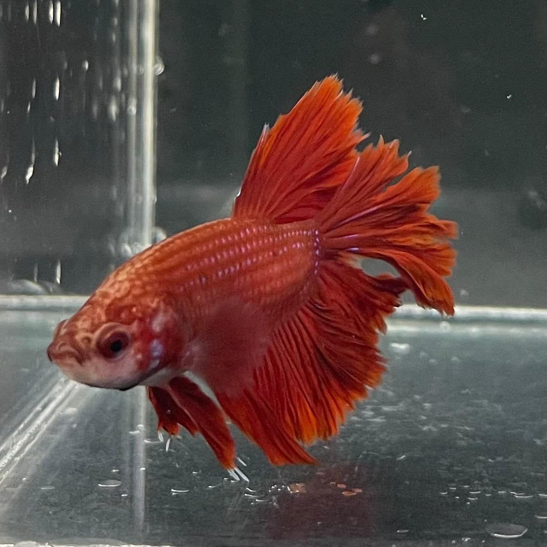 the-fish-farm Premium Male Betta Red Rosetail Premium Male Betta - One Only - 2 Explore our Red Rosetail Male Bettas at The Fish Farm Australia