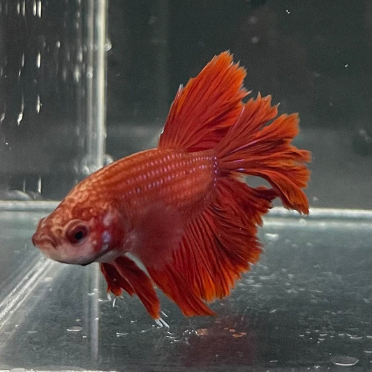 the-fish-farm Premium Male Betta Red Rosetail Premium Male Betta - One Only - 2 Explore our Red Rosetail Male Bettas at The Fish Farm Australia